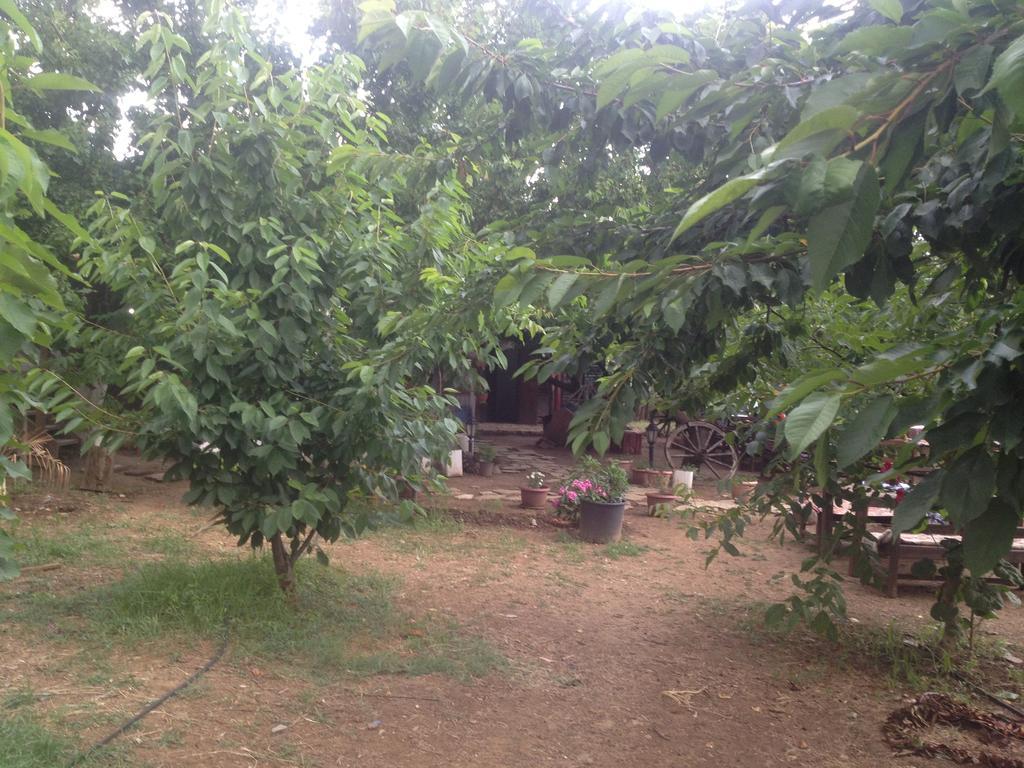 Salkim Konak Ve Agac Evler Selçuk Quarto foto